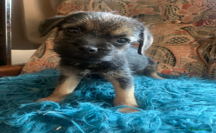 Border Terrier dogs - Advert 1