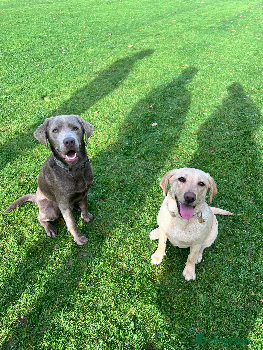Labrador Retriever dogs for stud: STUNNING SILVER LABRADOR AVAILABLE FOR STUD - Advert 7