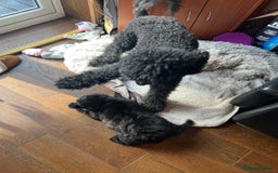 Mixed Breed dogs for sale: Shih poo  - Image 14