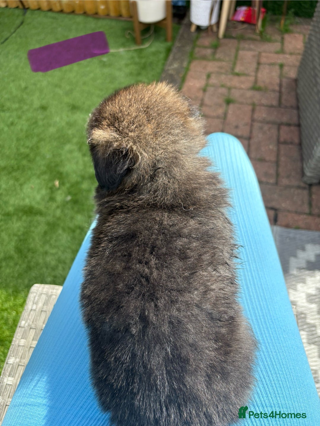 Mixed Breed dogs for sale: The most amazing pomsky  x german shepherd babies  - Image 11
