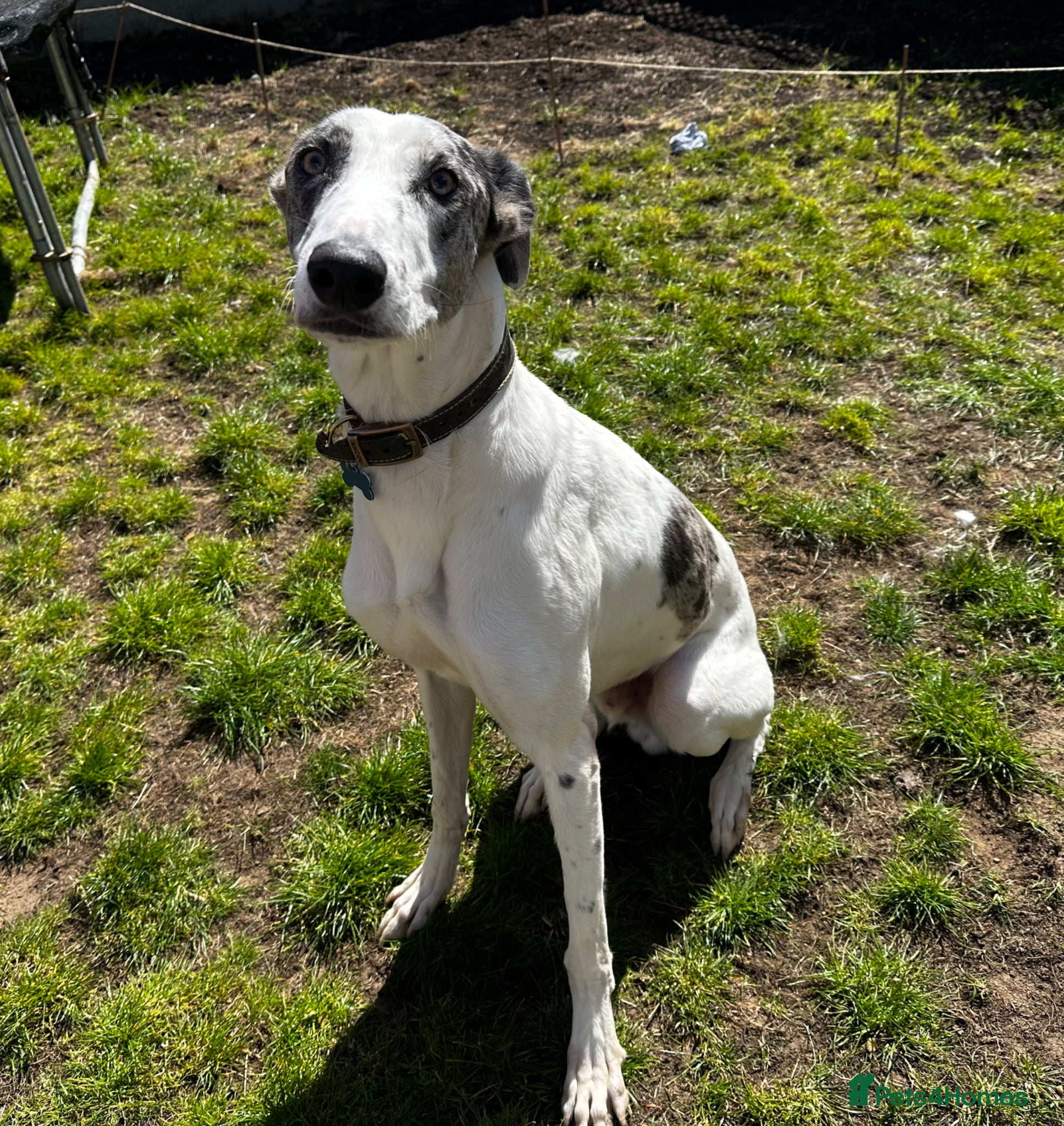 Lurcher dogs Gorgeous blue merle lurcher for stud  - Advert 1