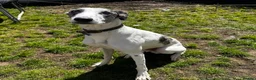 Lurcher dogs for stud: Gorgeous blue merle lurcher for stud  - Advert 1