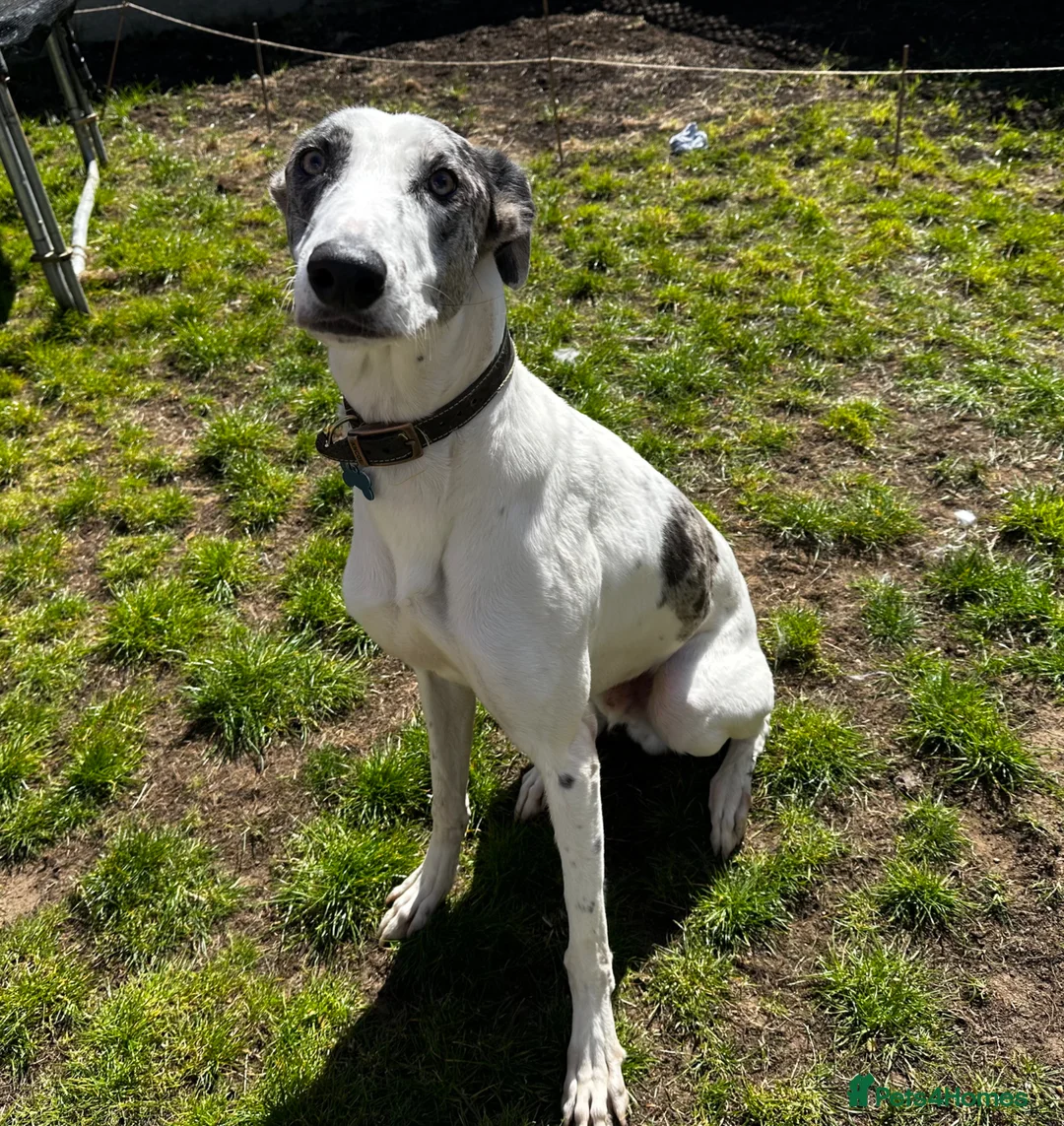 Lurcher dogs for stud: Gorgeous blue merle lurcher for stud  - Advert 1
