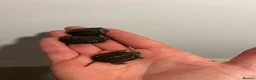 Turtle reptiles for sale: Baby Reeves Turtles and full setups available  - Advert 5