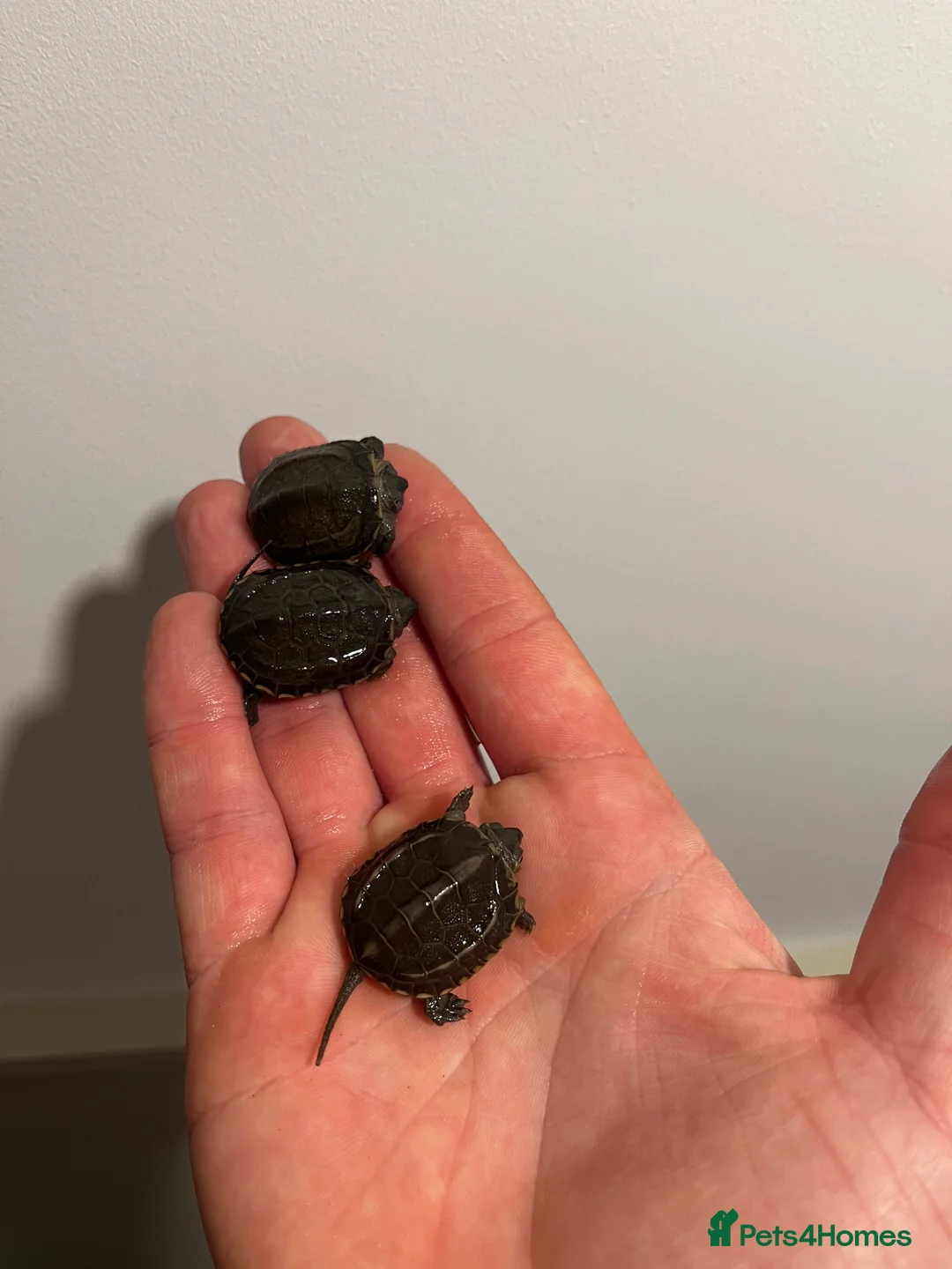 Turtle reptiles for sale: Baby Reeves Turtles and full setups available  - Advert 5