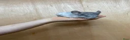 Chinchilla rodents for sale: Pair of tame male chinchillas - Advert 2