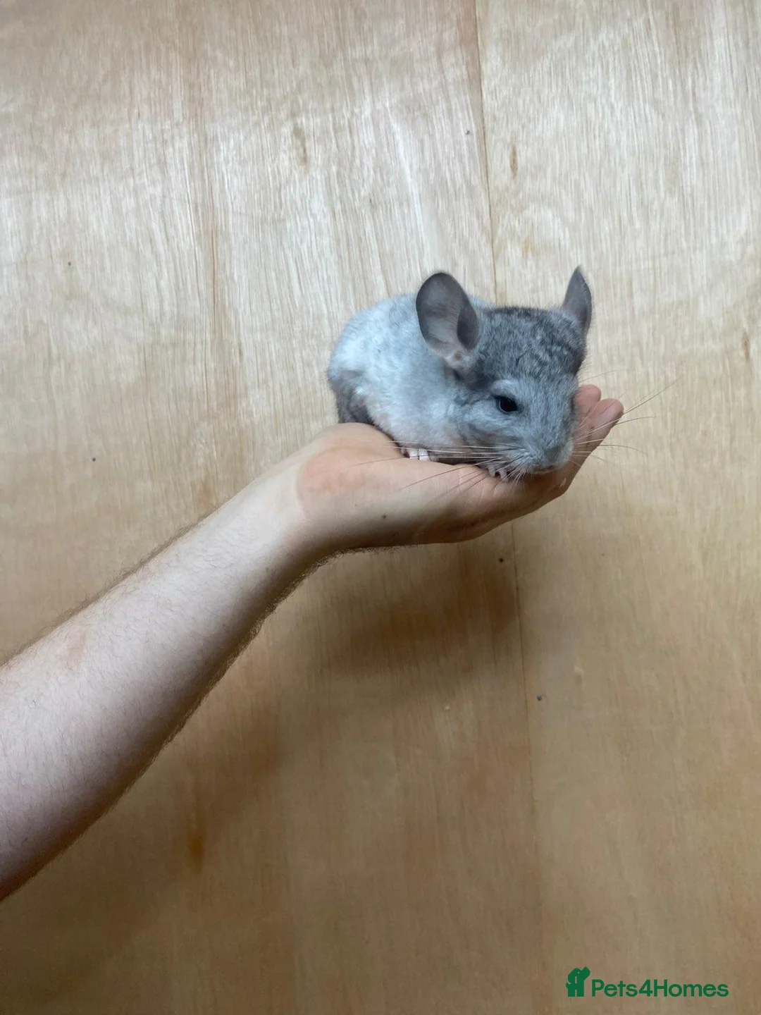 Chinchilla rodents for sale: Pair of tame male chinchillas - Advert 2