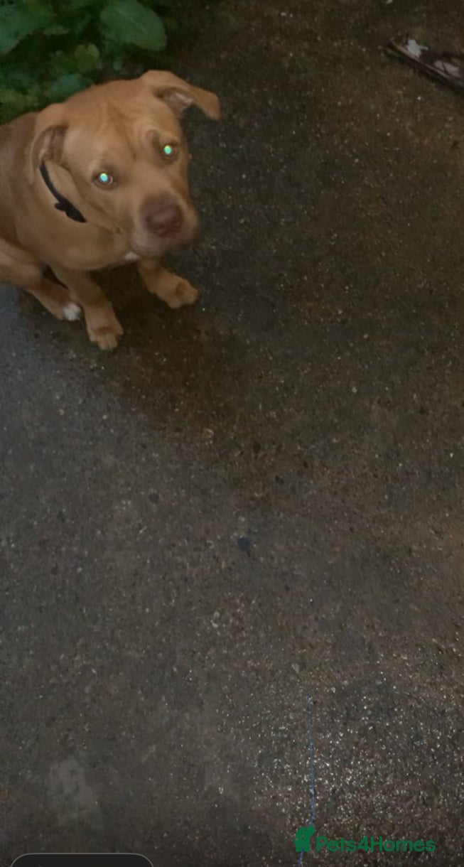 Mixed Breed dogs Rocco - Advert 6