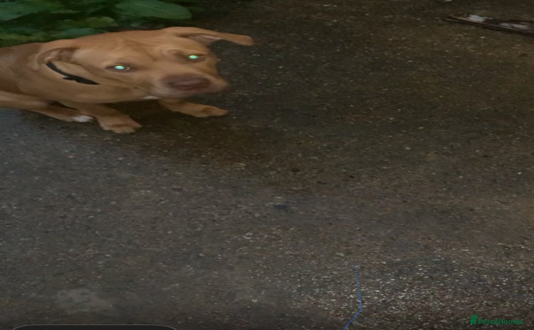 Mixed Breed dogs - Advert 5