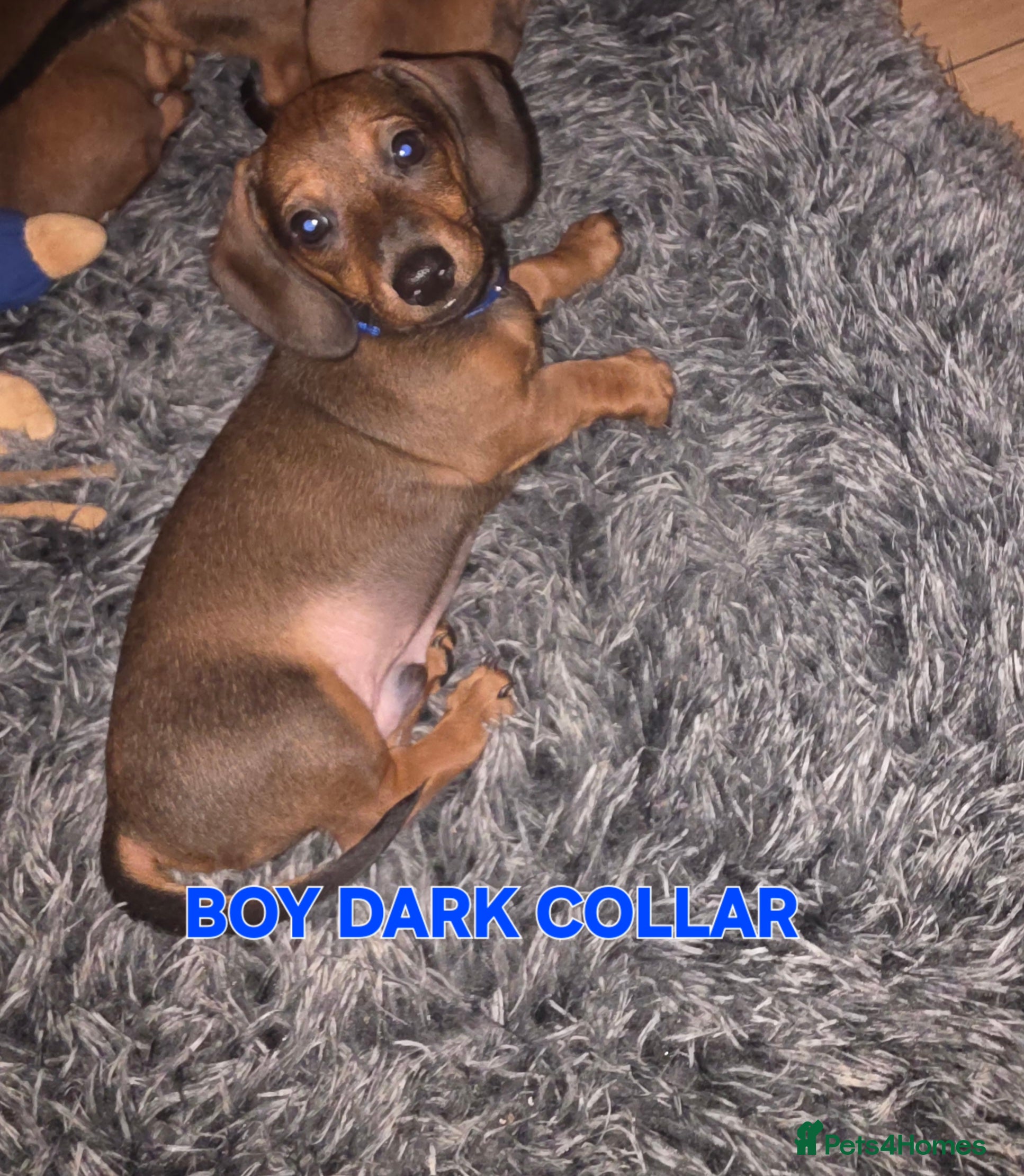 Miniature Dachshund dogs Dachshund registered puppies ready now  - Advert 6