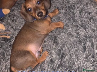 Miniature Dachshund dogs Dachshund registered puppies ready now - Advert 6