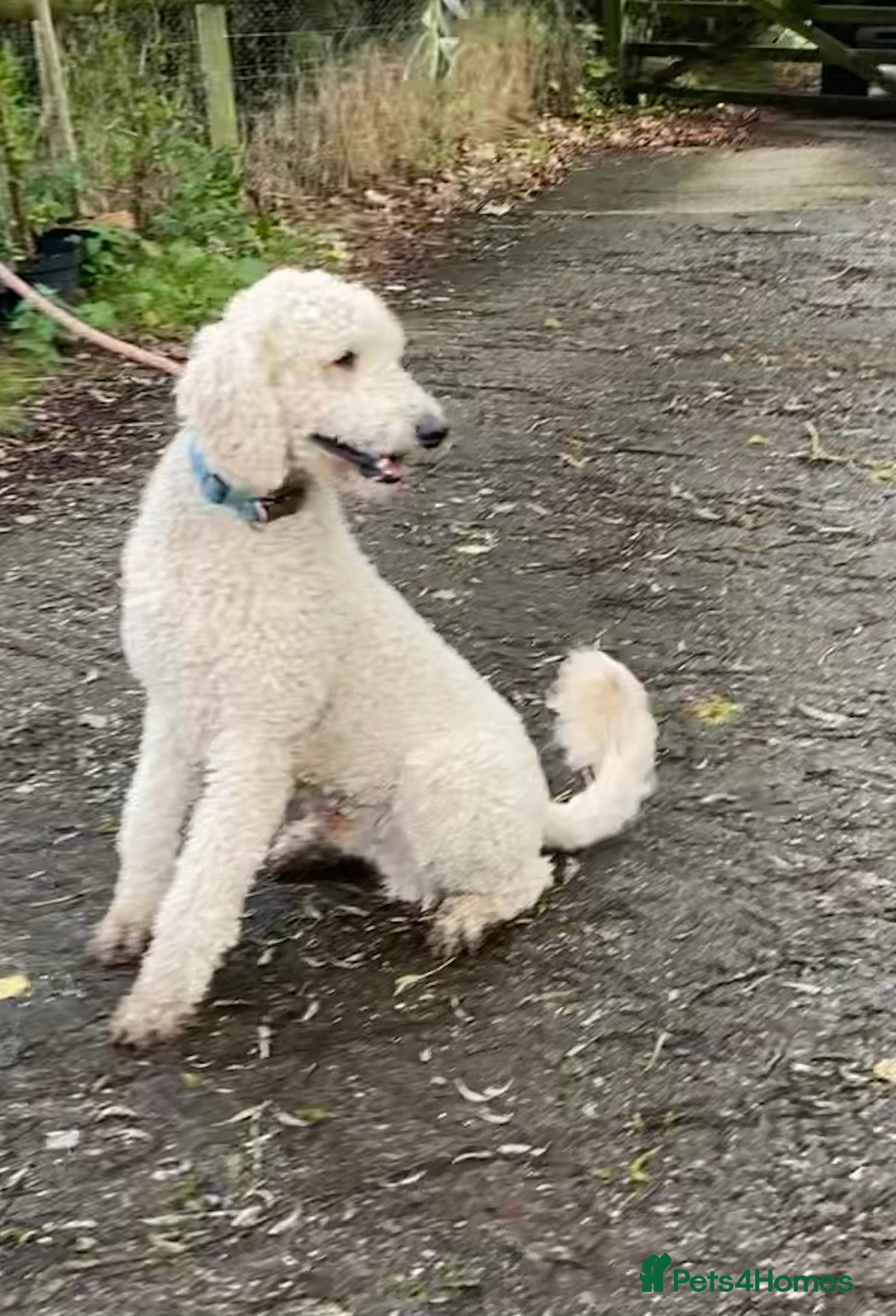 Bordoodle dogs for sale: Standard Bordoodle puppies- ready now - Advert 27