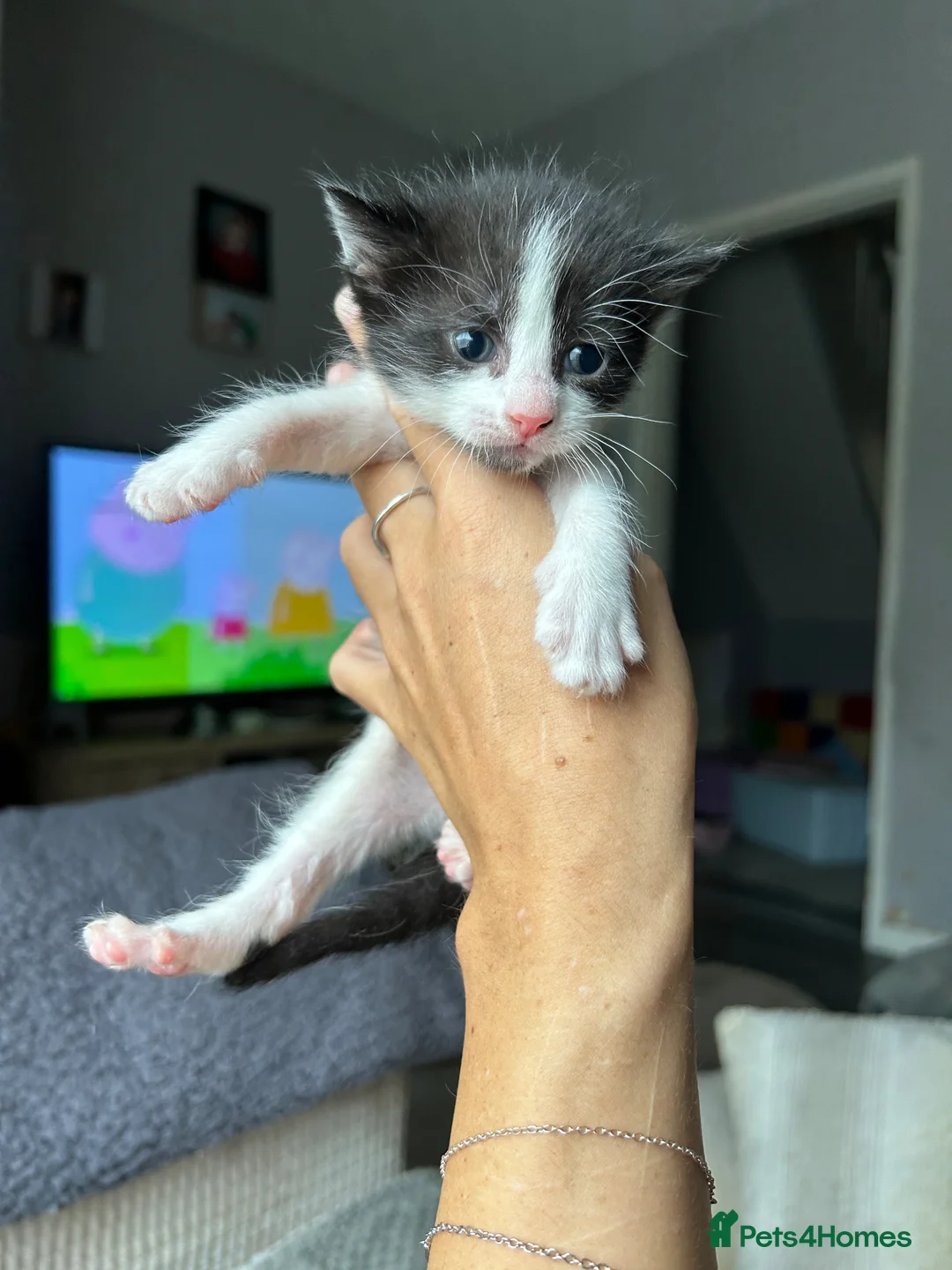 Mixed Breed cats for sale: 4 female kittens - Advert 2