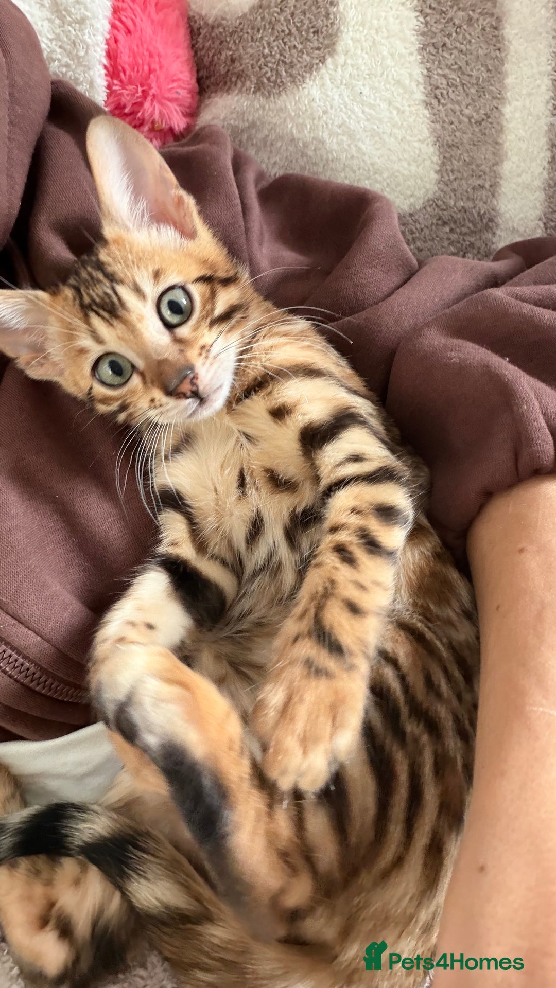 Bengal cats for sale: Adorable Female Bengal Kitten TICA  - Advert 11