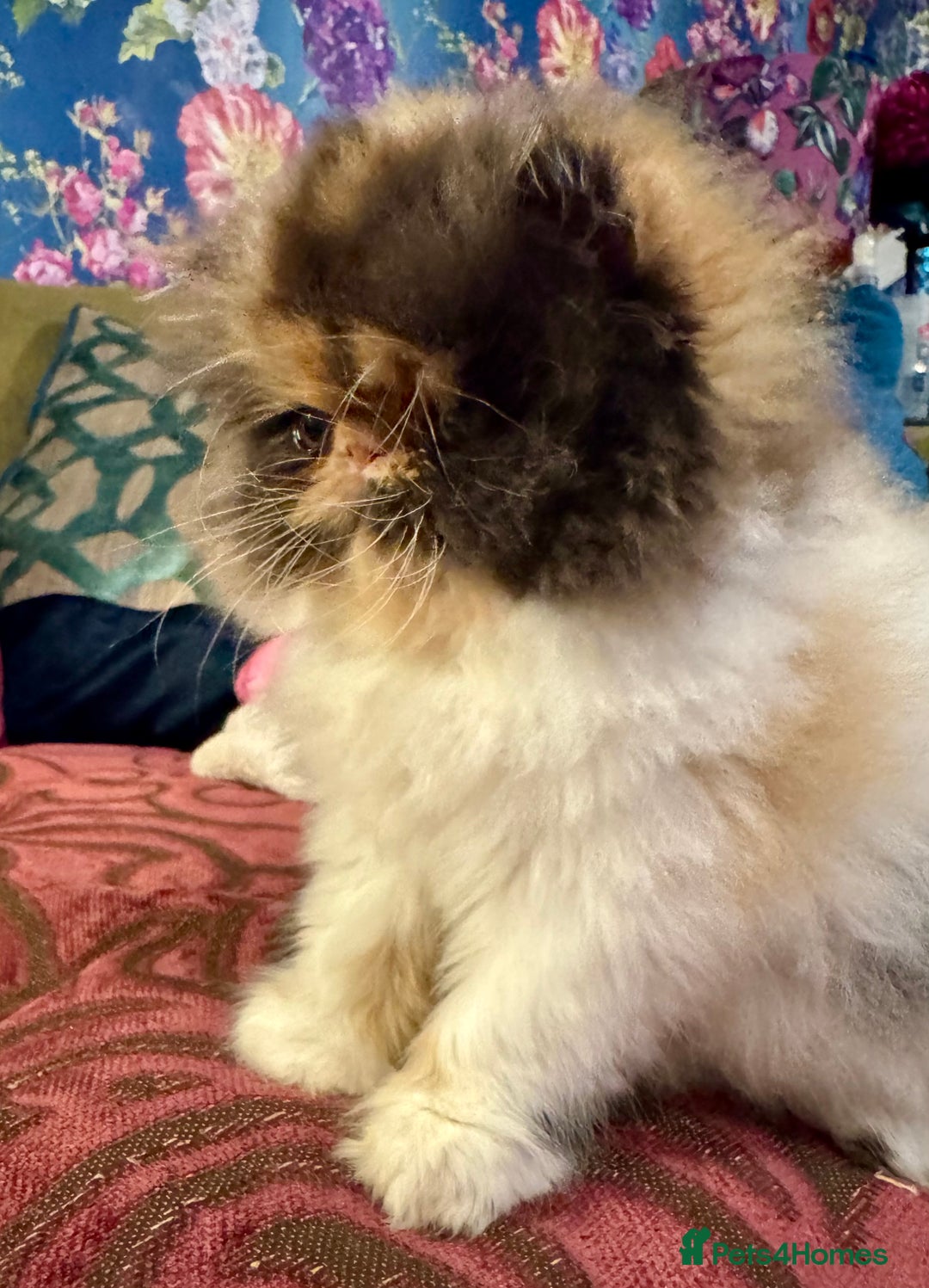 Persian cats for sale: Beautiful Calico pedigree Persian female kitten  - Image 7