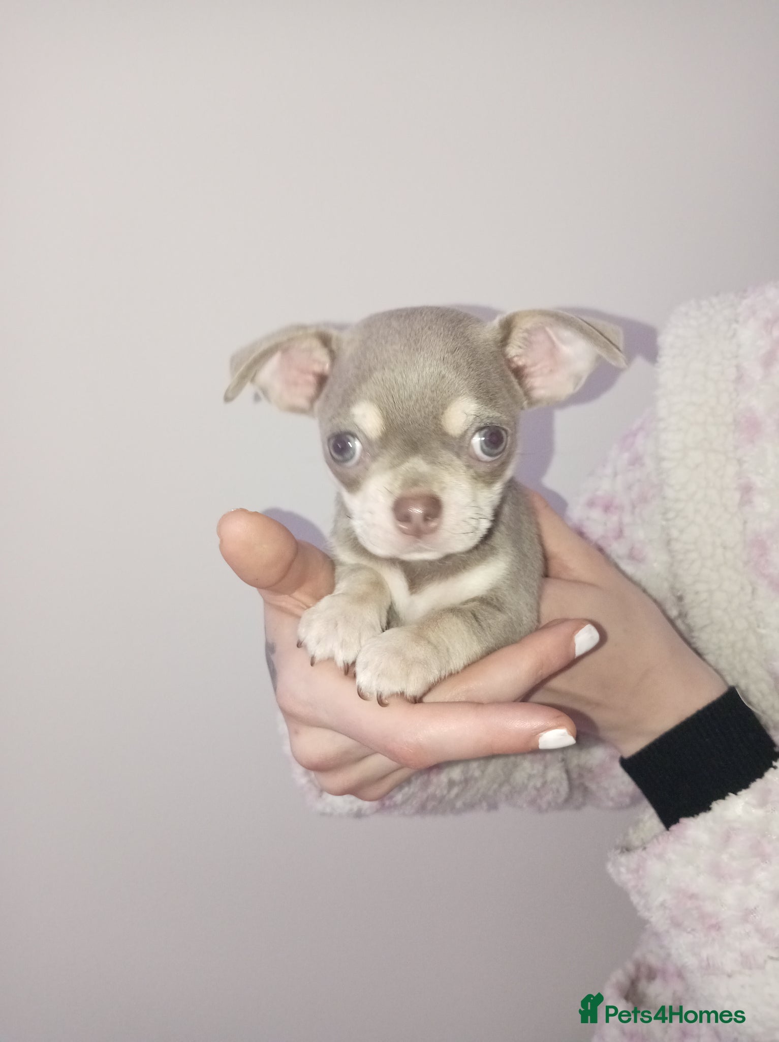 Chihuahua dogs Stunning Chihuahua puppies Blue lilac Chocolate  - Advert 12