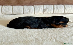 Cavapoo dogs for sale: Extensively Health Tested Cavapoo Puppies  - Image 9