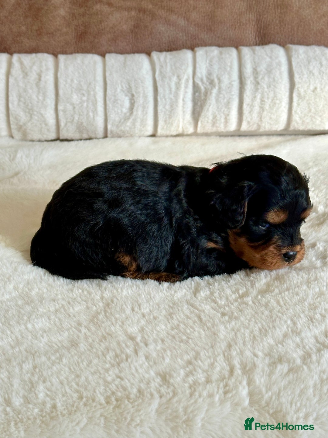 Cavapoo dogs for sale: Extensively Health Tested Cavapoo Puppies  - Image 9