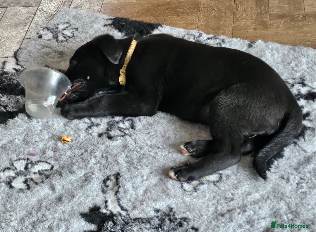 Borador dogs for sale: Black Collie X Labrador Ready to leave 26th Oct - Image 7