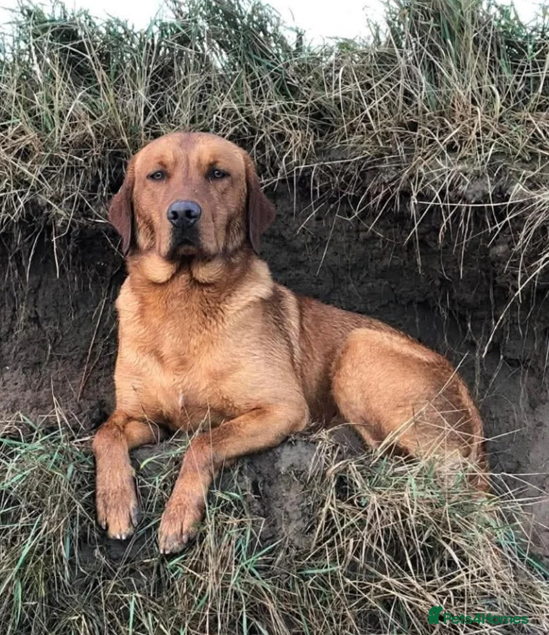 Labrador Retriever dogs for sale: Red lab dog pups from working stock  in Alston - Advert 4