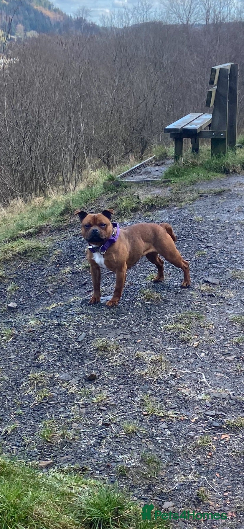 Staffordshire Bull Terrier dogs 3year old Red Staffordshire bull terrier  - Advert 6