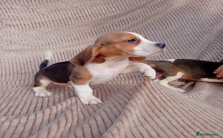 Beagle dogs - Advert 1