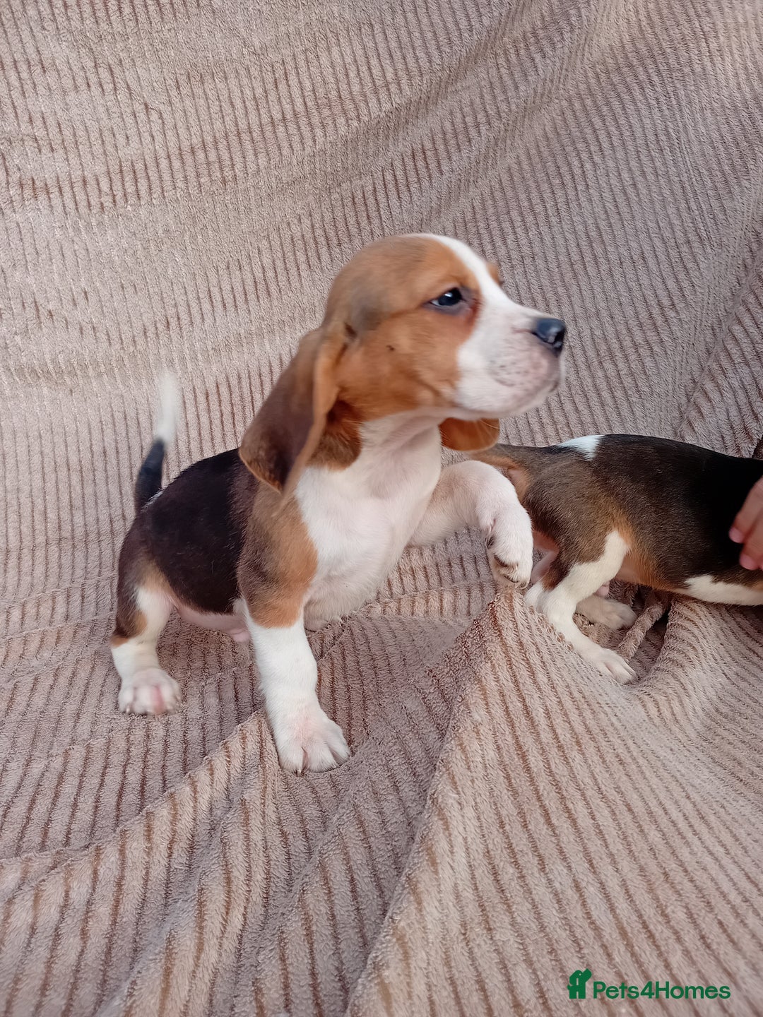 Beagle dogs for sale: Beagle puppy  - Image 1