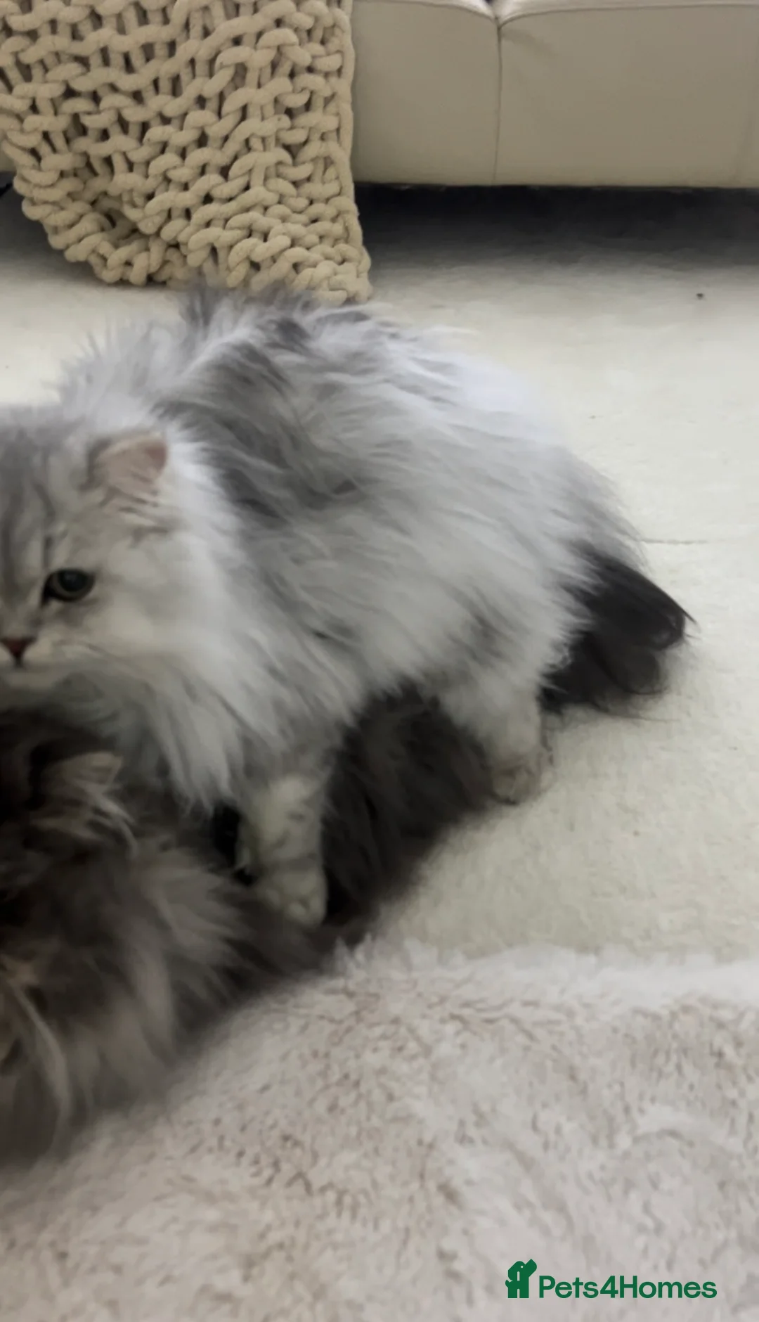 Persian cats for stud: 🌟PERSIAN White Chinchilla for STUD 🌟 - Advert 9