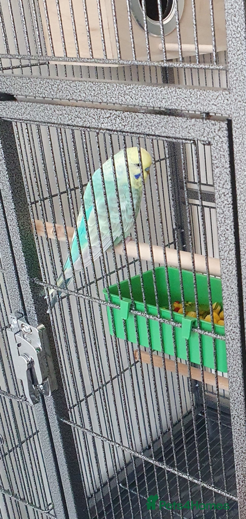 Budgerigars birds Stunning Rainbow Budgie –(14 Months Old) - Advert 2