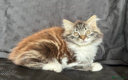 Mixed Breed cats for sale: Male Ragdoll/ Norwegian Forest cross kittens - Image 2