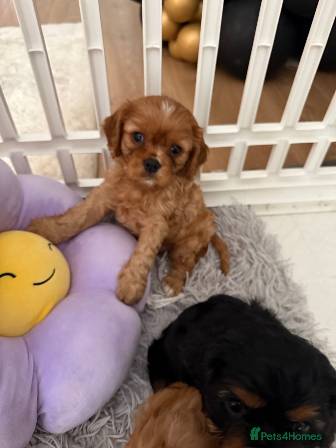 Cavalier King Charles Spaniel dogs for sale: TWO CAVALIER KING CHARLES BOYS AVAILABLE NOW - Image 13