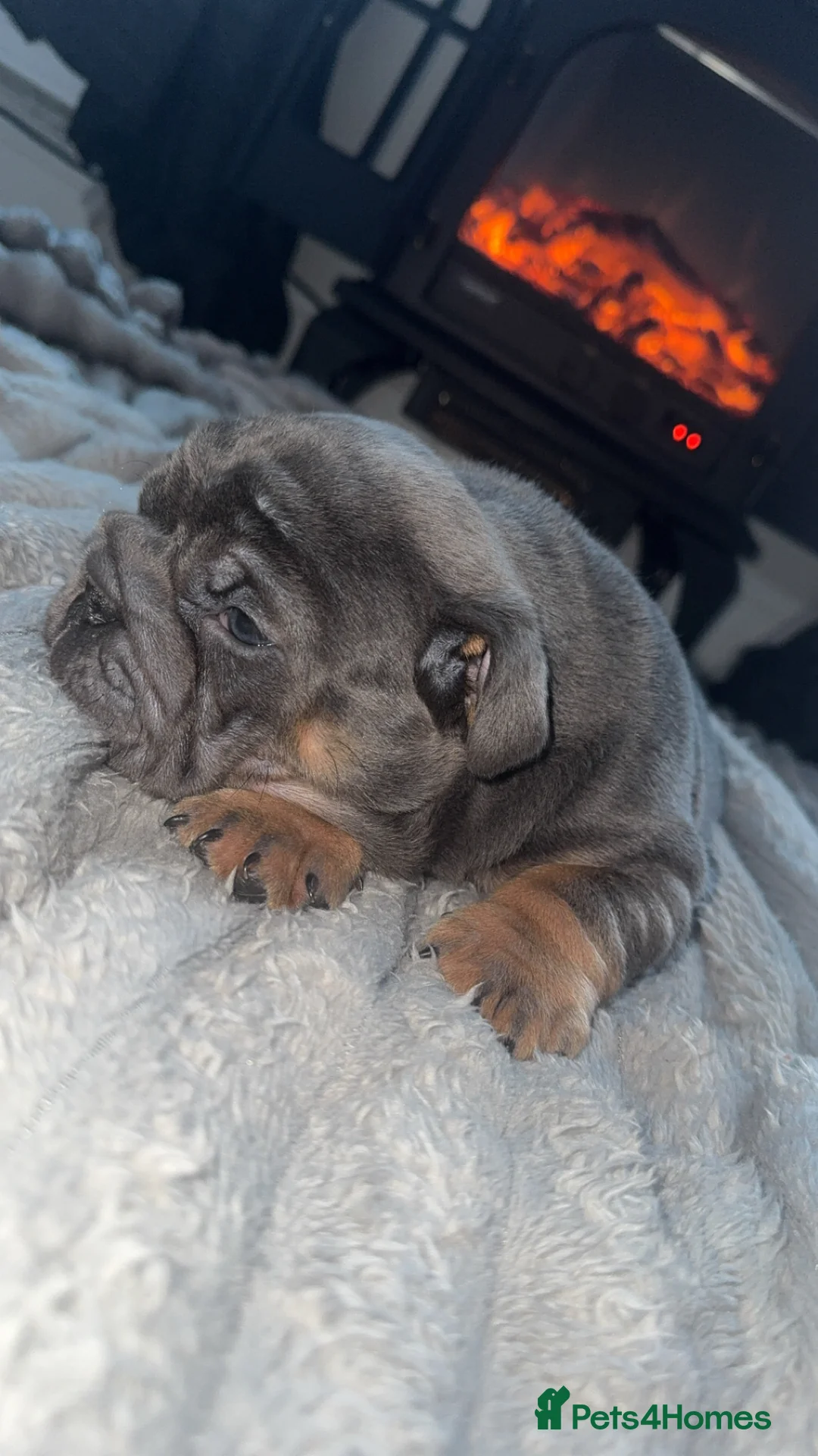 English Bulldog dogs for sale: English bulldogs puppies  - Advert 9