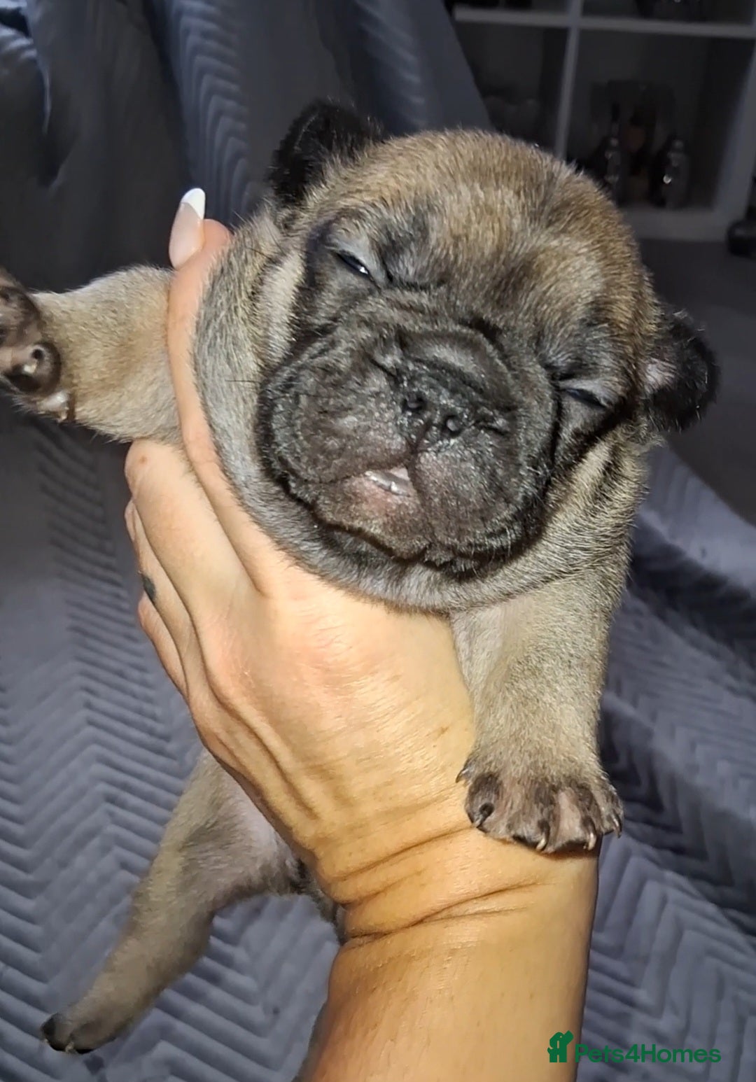 French Bulldog dogs for sale: 8 stunning french bulldogs - Advert 10