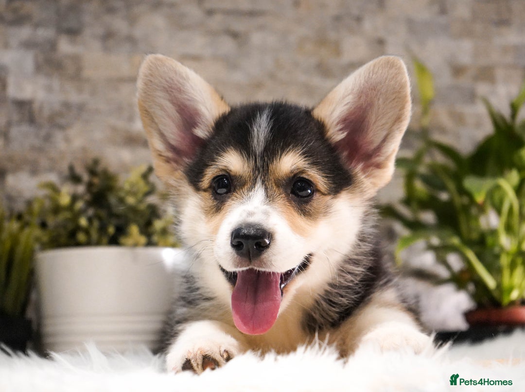 Welsh Corgi Pembroke dogs for sale: Welsh Corgi (Pembroke) - Advert 13