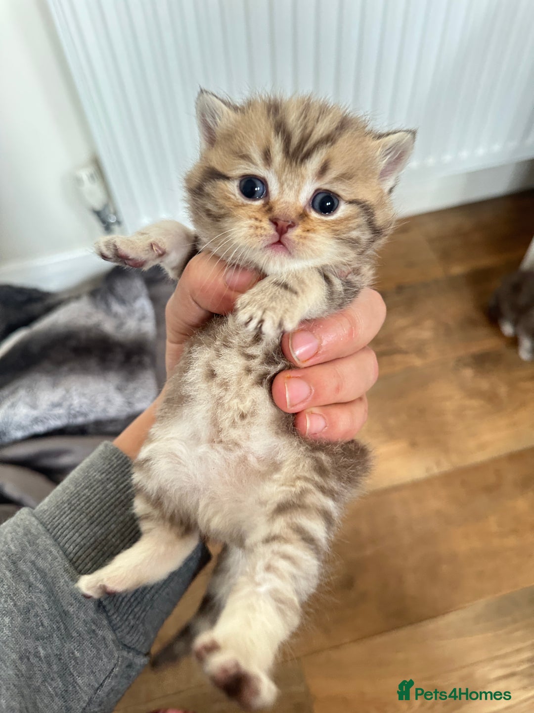 British Shorthair cats for sale: Chunky British Shorthair Kittens - Advert 4