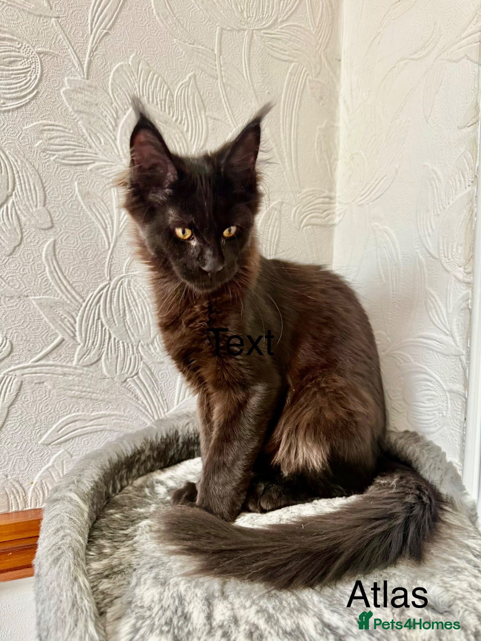 Maine Coon cats 🐾Tica registered Maine Coon Kittens Available 🐾 - Advert 2