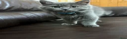 British Longhair cats for sale: 2 British short hairs 250 each 13weeks old in Birmingham - Advert 7