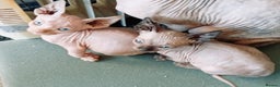 Sphynx cats for sale: GCCF ACTIVE GORGEOUS SPHYNX PEDIGREE KITTENS  - Advert 2