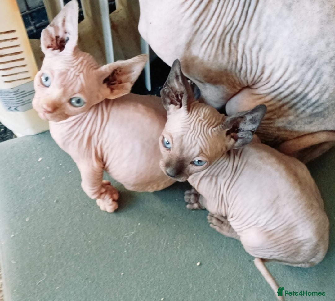 Sphynx cats for sale: GCCF ACTIVE GORGEOUS SPHYNX PEDIGREE KITTENS  - Advert 2