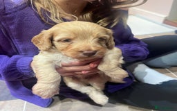 Cockapoo dogs for sale: F1B Cockapoo Puppies - Image 16