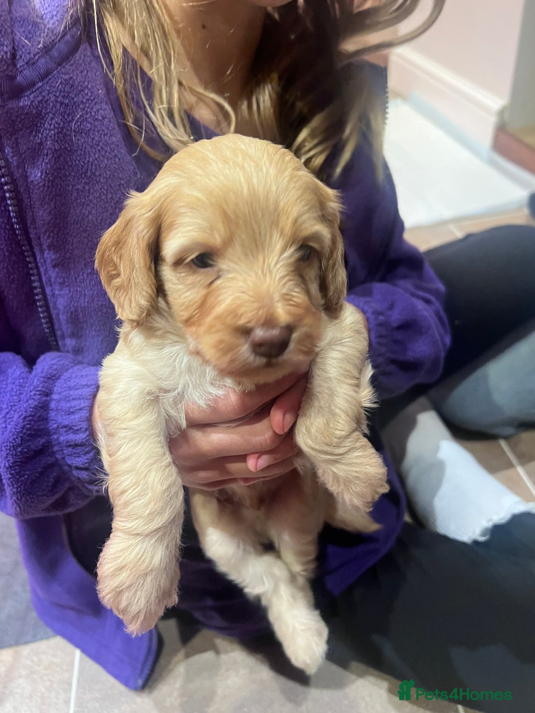 Cockapoo dogs for sale: F1B Cockapoo Puppies - Image 16