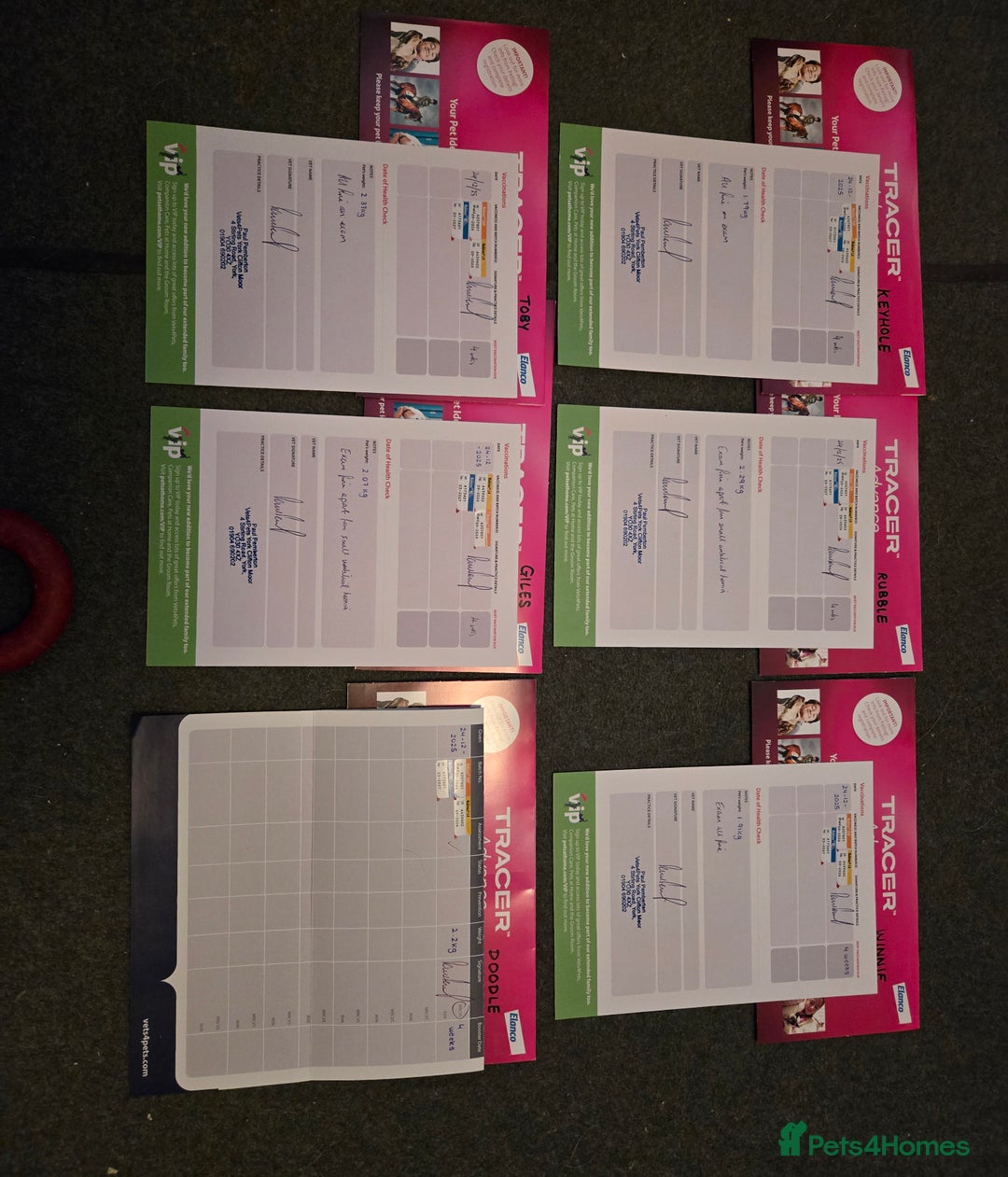 Jack Russell dogs for sale: Jack Russell puppies tri colour  - Advert 25