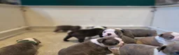 Boston Terrier dogs for sale: Health-Tested KC Registered Boston Terrier Puppies in Salford - Advert 37