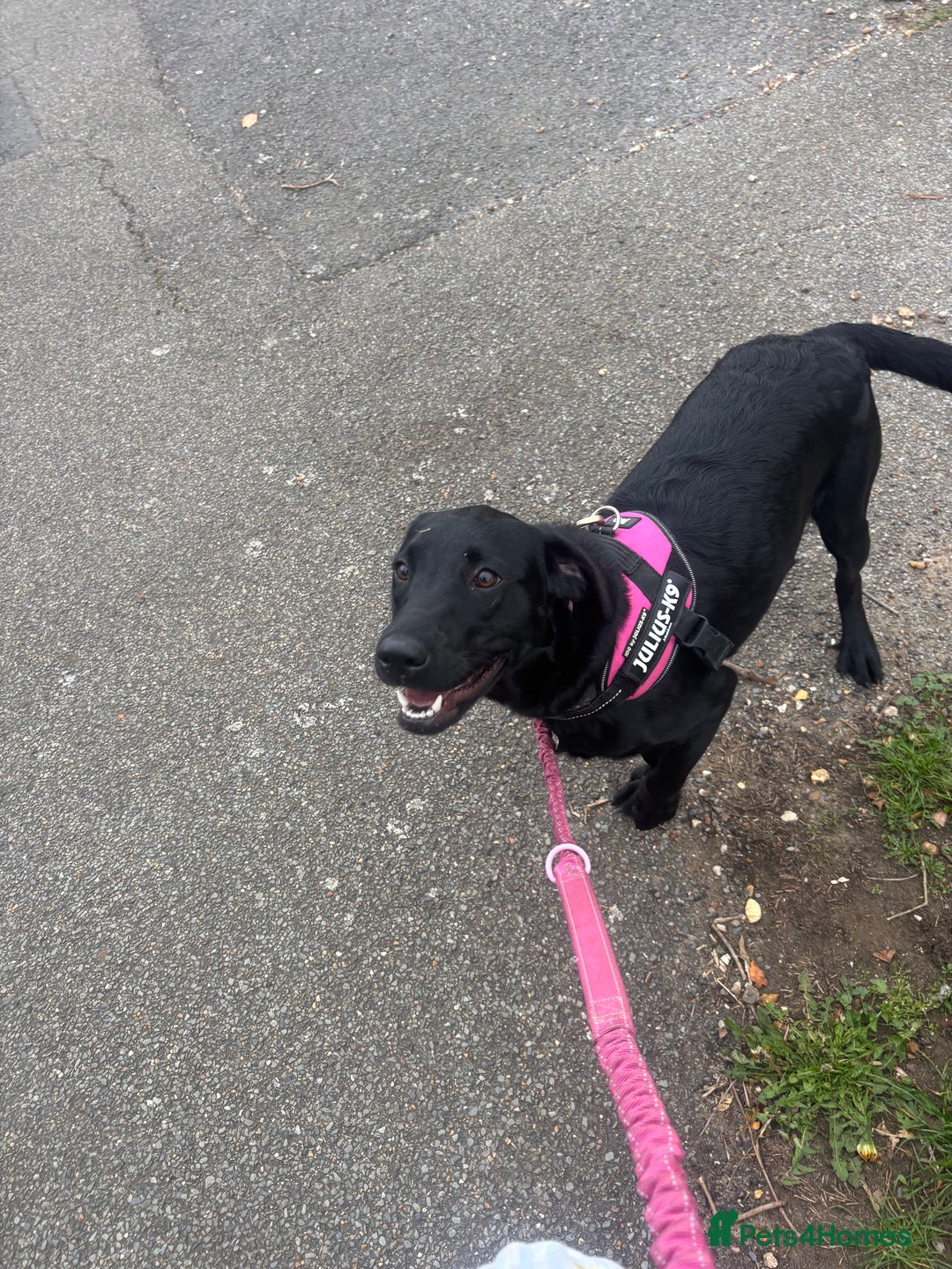 Labrador Retriever dogs for sale: labrador retriever - Advert 10