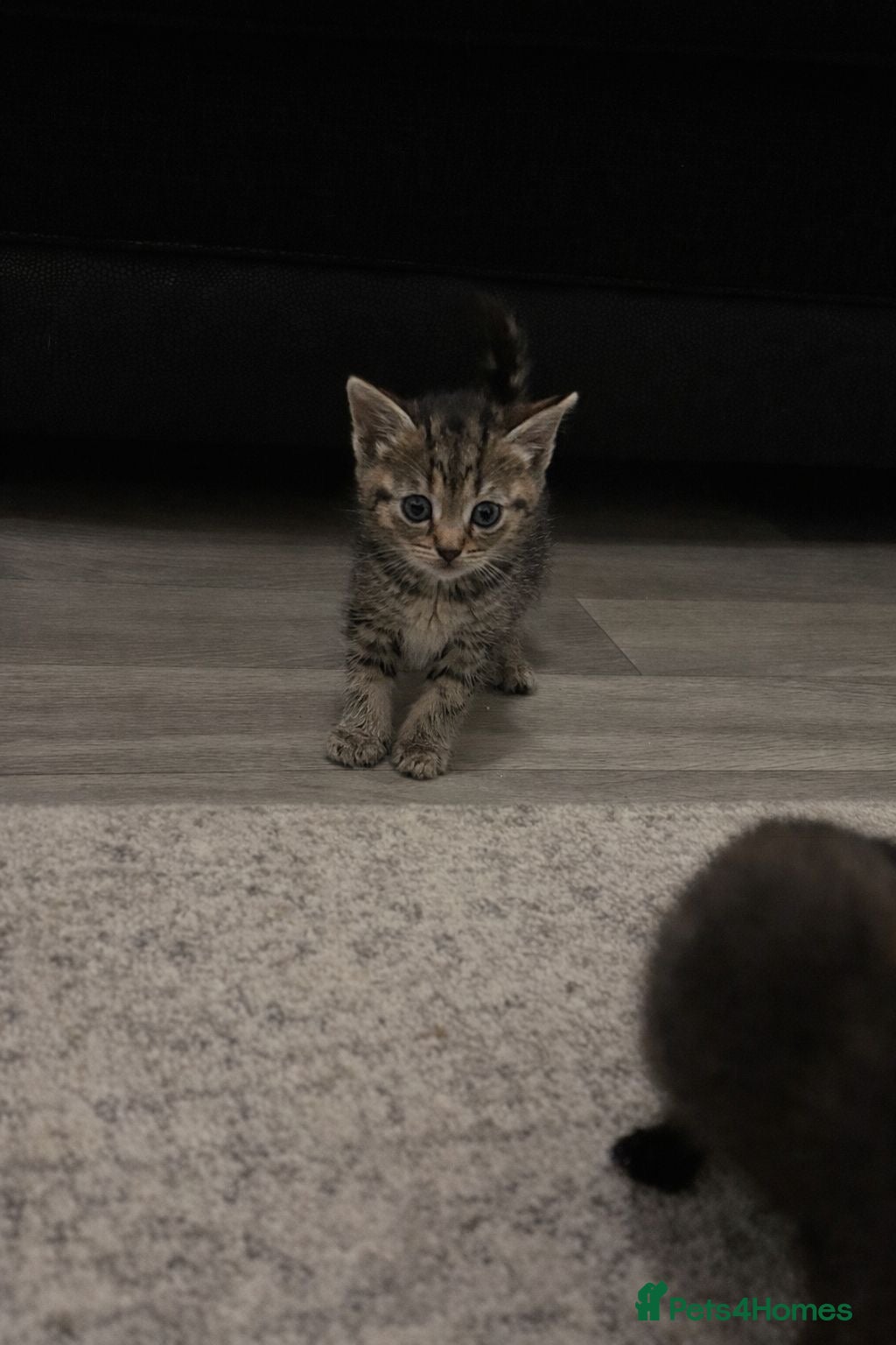 Mixed Breed cats 5 kittens  in Grantham - Advert 1