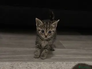 Mixed Breed cats 5 kittens in Grantham - Advert 1