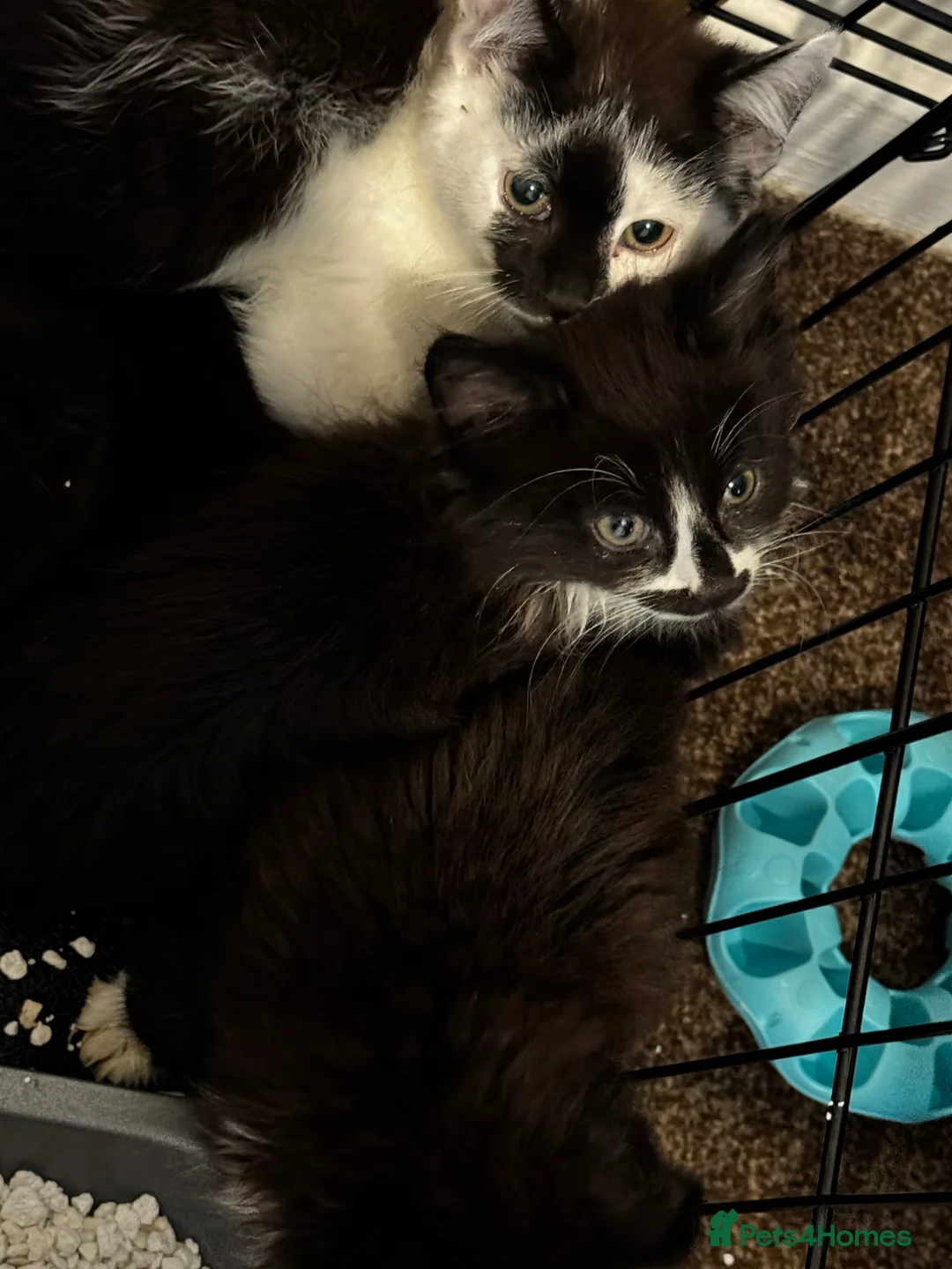 Mixed Breed cats for sale: Kittens for sale in Sheffield - Advert 3