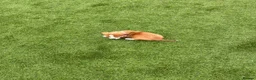 Jack Russell dogs for sale: 7 beautiful jack Russel puppies for sale - Advert 9