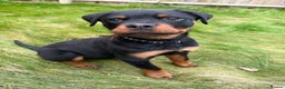 Rottweiler dogs for sale: Rottweiler puppy - Advert 6