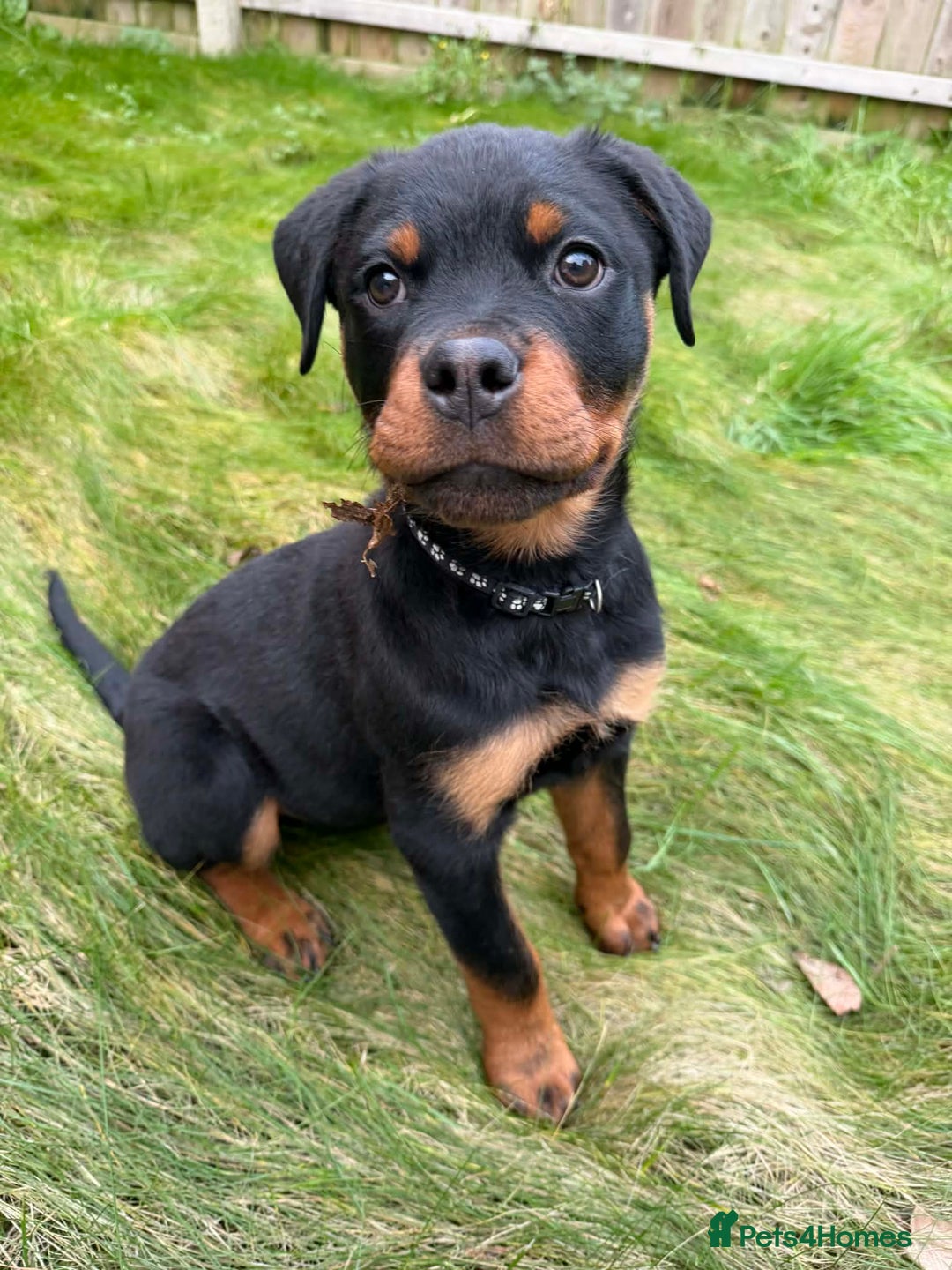 Rottweiler dogs for sale: Rottweiler puppy - Advert 6